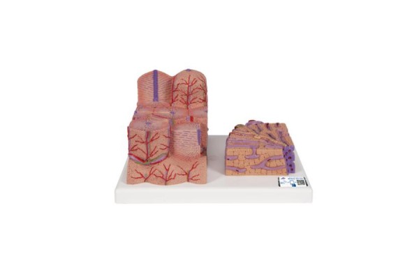 model wątroby - 3b smart anatomy - 1000312 [k24] 3b scientific modele anatomiczne 2